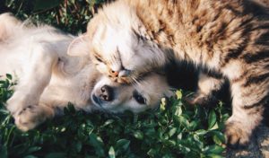 Dog and Cat laying in the grass