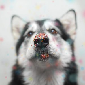 Husky dog with sprinkles on his nose