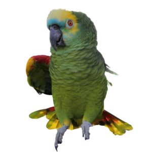 Claude the parrot