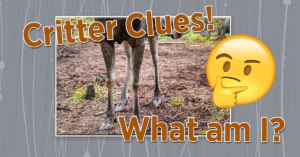 Critter Clues NovDec20