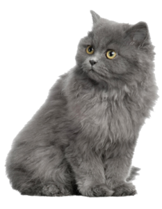 Grey, Persian Cat