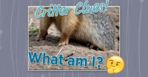 Critter Clues: What am I?