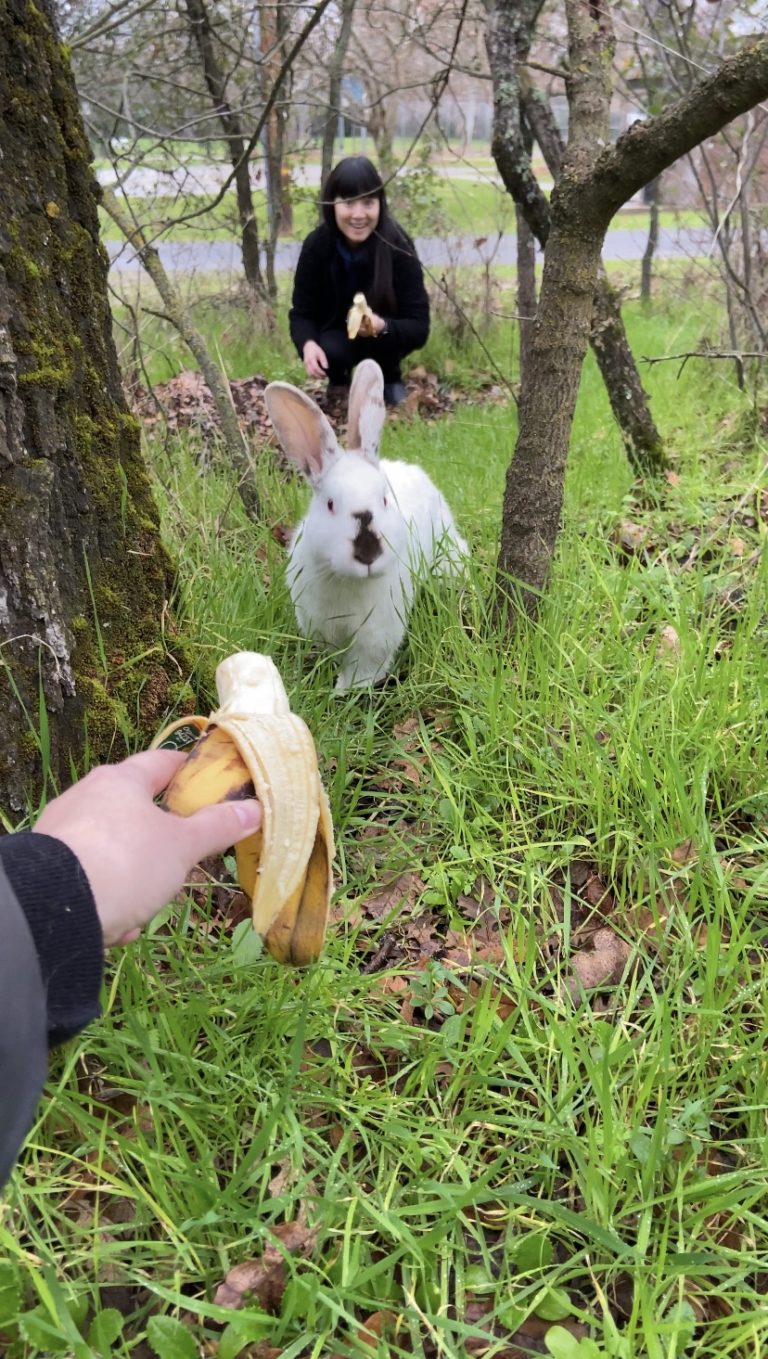 Woman holding banana in front of rabbit in the park