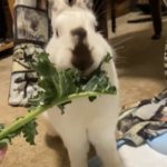 Tanooki eating kale