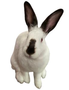 Tanooki the white bunny with black ears