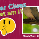 Critter Clues March/April 2021