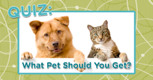 QUIZ: What Pet Should You Get?