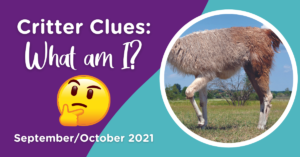 Critter Clues: What am I? Photo of furry 4-legged, hooved creature with short fluffy tail