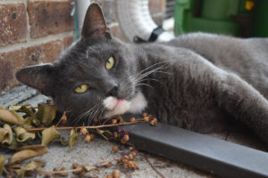 Grey cat with yellow eyes laying on some leaves outside relaxing