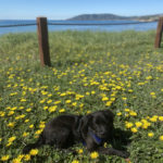 Black puppy in a field of flowers