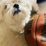 Fluffy white dog with basketball