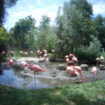 Pink flamingoes outside