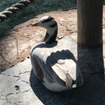Photo of goose outside