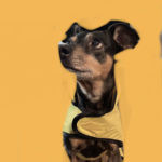 Brown and black dog with a yellow sweater