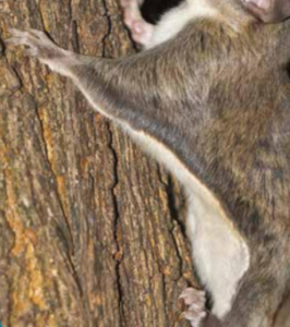 Furry Grey Critter with white belly clinging to a tree