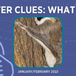 Critter Clues: What am I? January/February 2022