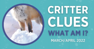 Critter Clues: What am I? Photo of a furry white and reddish mammal in the snow