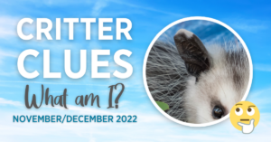 Critter Clues: What am I? November/December 2022