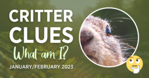 Critter clues: what am I? Furry small brown animal with whiskers