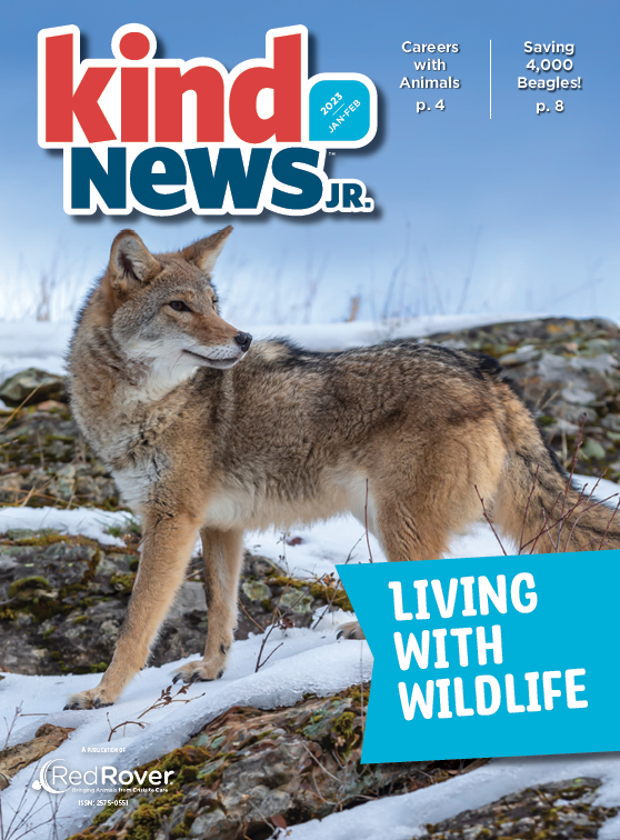 Kind News, Jr. Coyote on snowy mountain