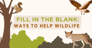 Fill in the Blank: Ways to Help Wildlife. Text over illustration of squirrel, coyote, and hawk.