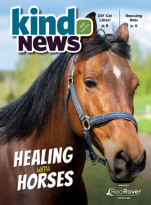 Kind News, March April 2023. Healing horses. Photo of a brown horse with a bridle.