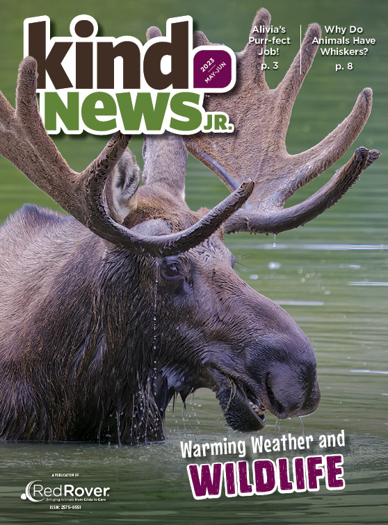 Kind News, Jr. Cover has moose in water with its mouth open.