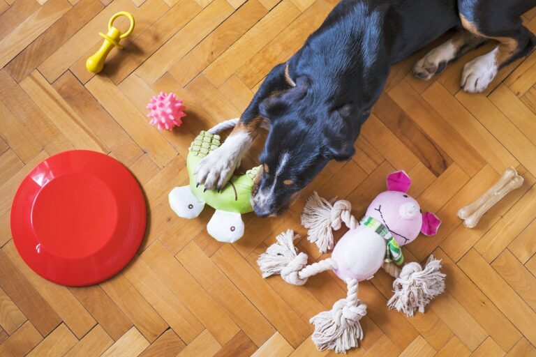 A large black dog with white paws laying on a hardwood floor surrounded by dog toys.