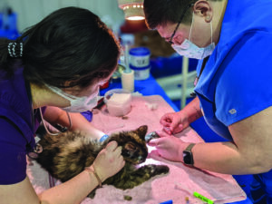 Two Veterinary Technicians prepping a tortoiseshell kitten for surgery