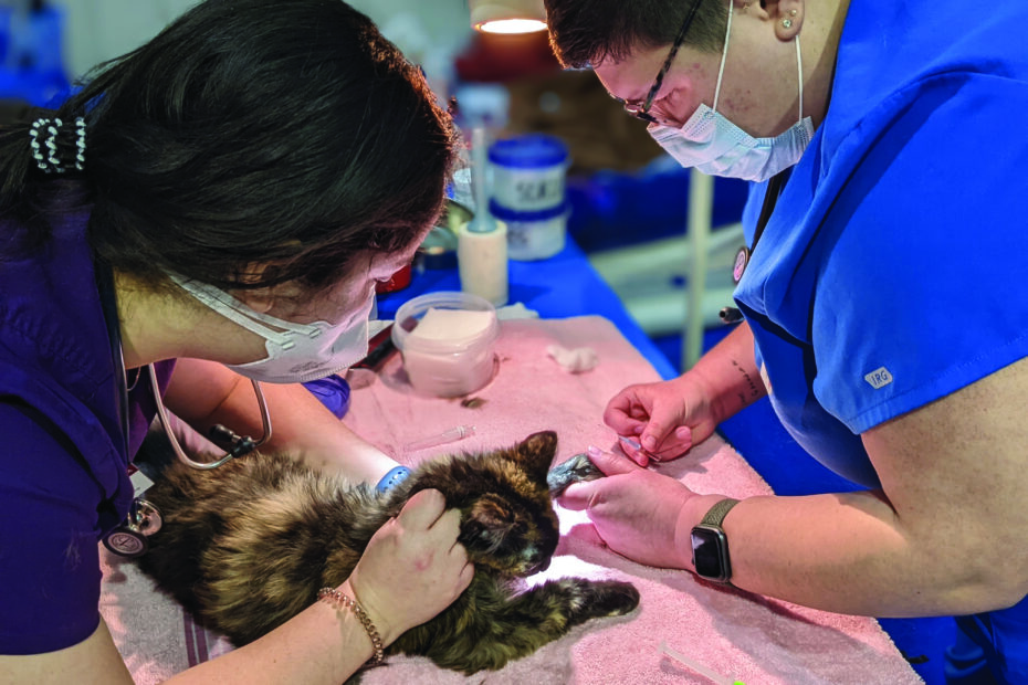 Two Veterinary Technicians prepping a tortoiseshell kitten for surgery