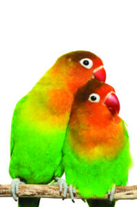 A pair of orange/yellow/green lovebirds perched on a branch against a white background