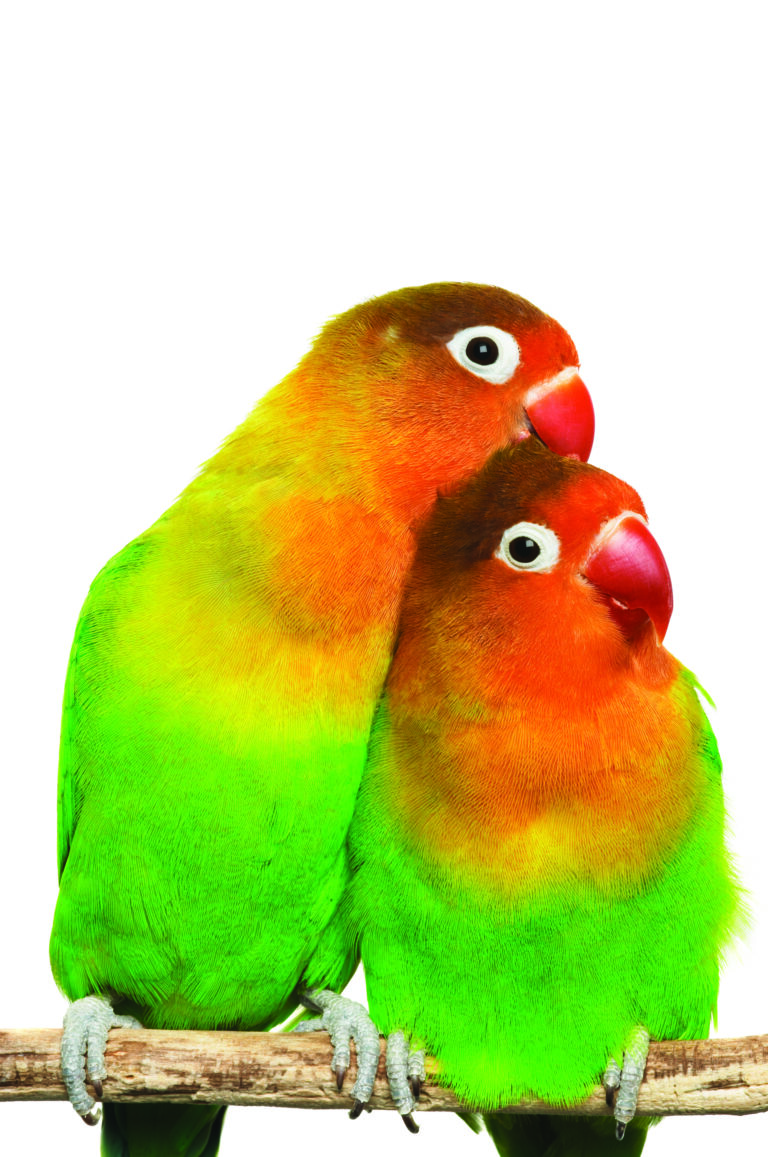 A pair of orange/yellow/green lovebirds perched on a branch against a white background