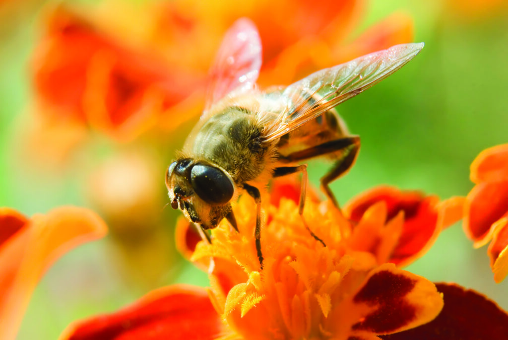 bumblebee on a red flower