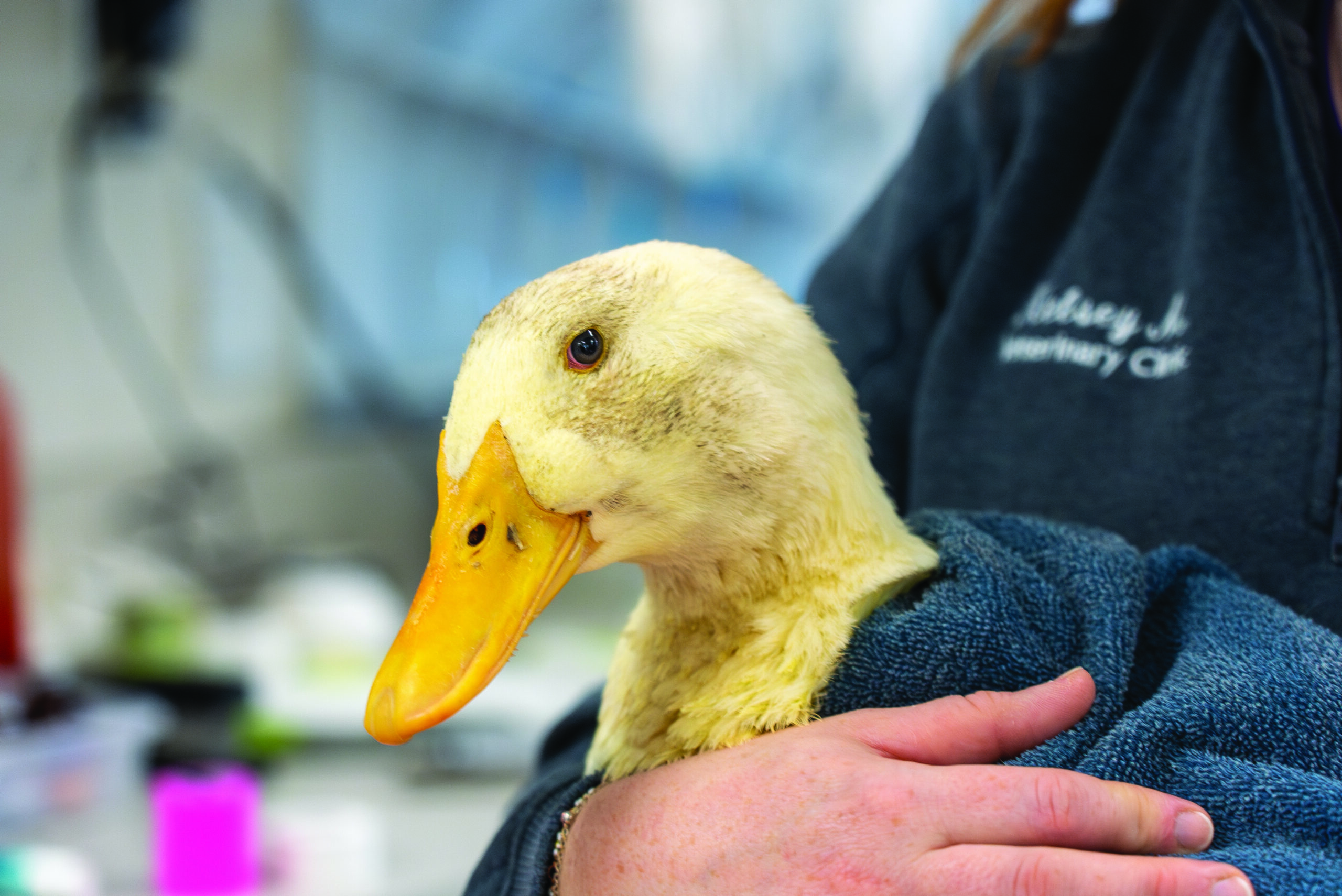 Quackers Farm Meet Quackers - Kind News magazine
